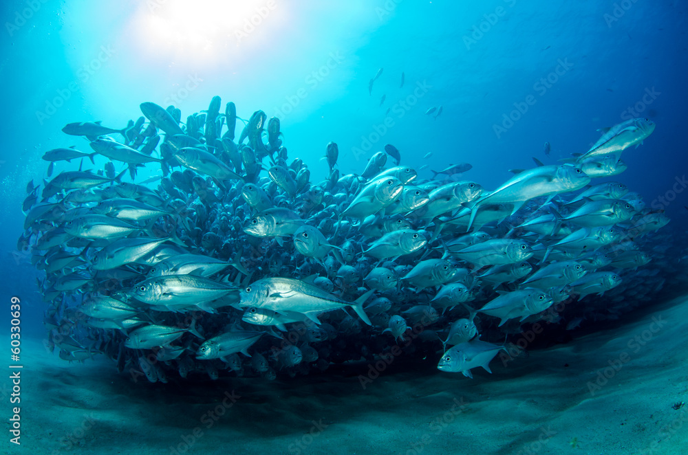 Fototapeta premium Trevally Baitball