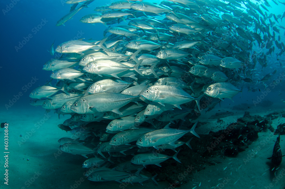 Obraz premium Trevally Baitball