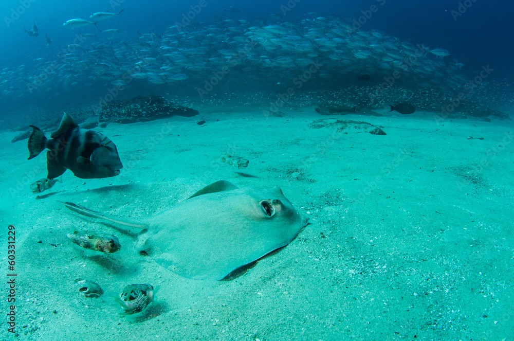 Fototapeta premium stingray