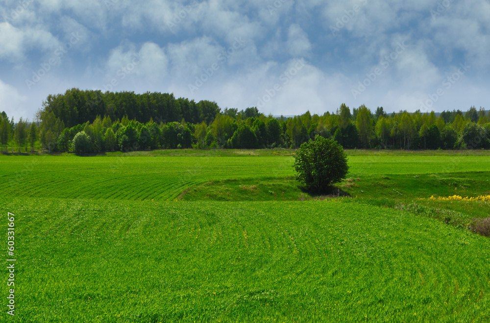 Obraz premium Sown field