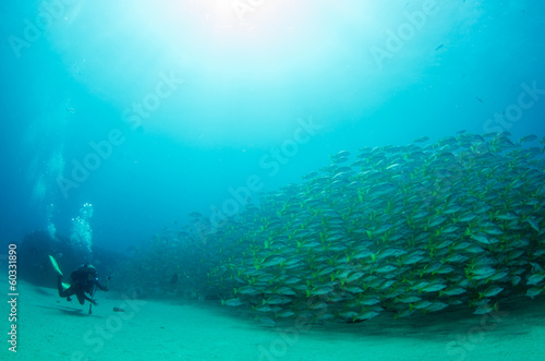 Schools of grunts and snapper