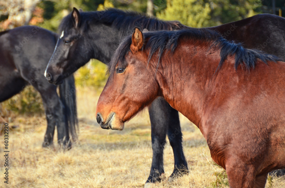 wild horses wild horses
