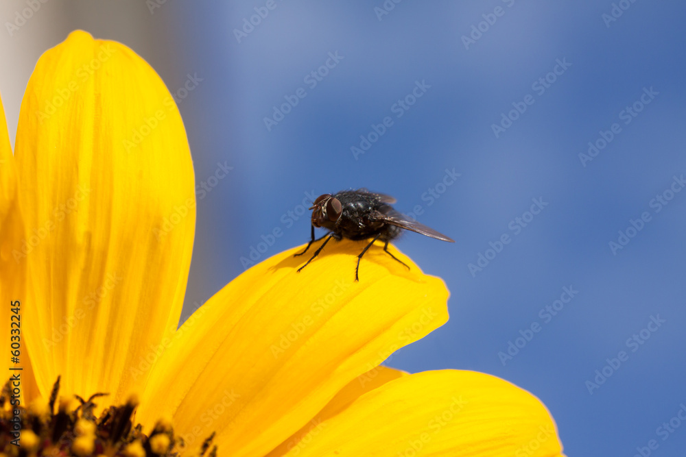Sunflower Sunflower