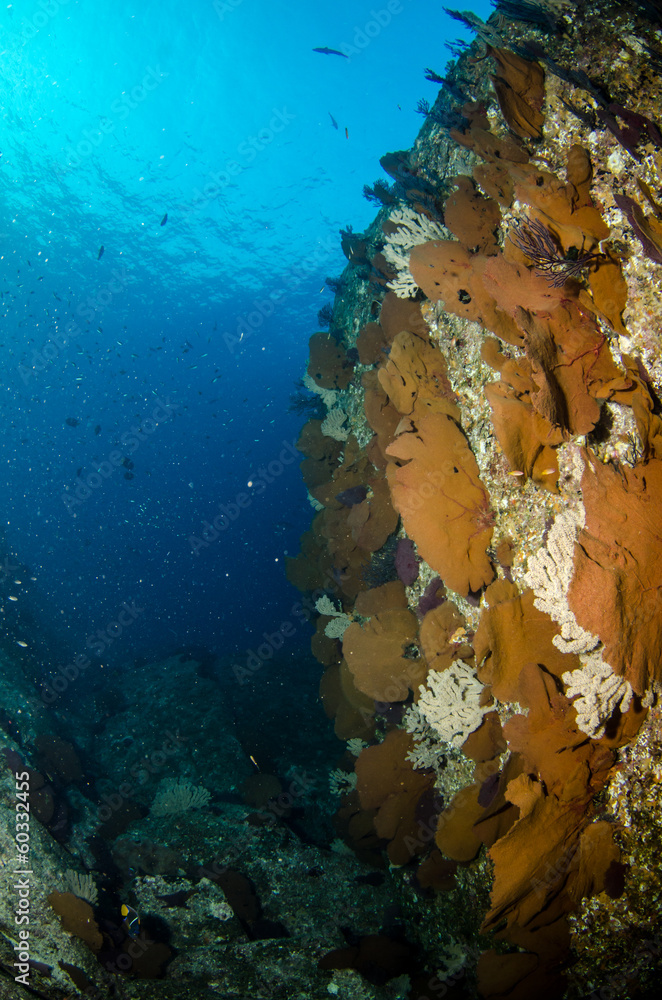 Fototapeta premium Views from pacific reefs