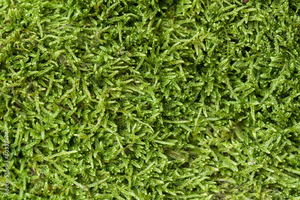 Texture of moss Texture of moss