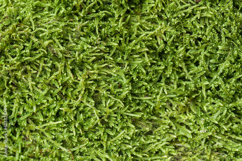 Texture of moss