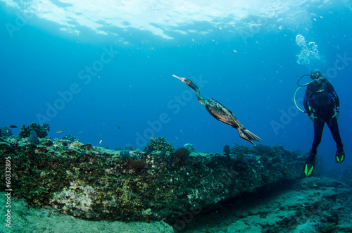 Wallpaper Mural People diving and wildlife Torontodigital.ca