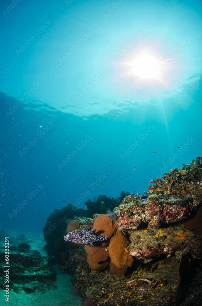 Fototapeta premium Views from pacific reefs