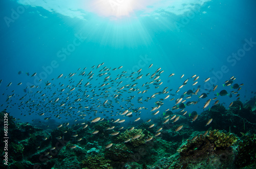 silver fish, sea of cortez © leonardogonzalez