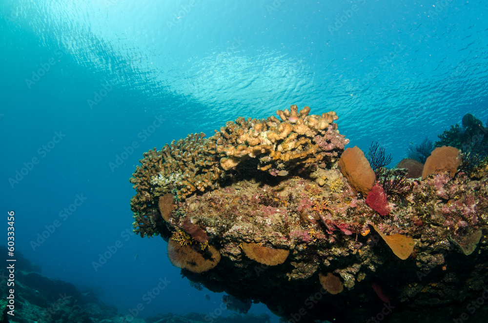 Fototapeta premium Views from pacific reefs