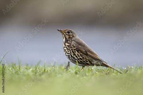 Song thrush, Turdus philomelos © Erni