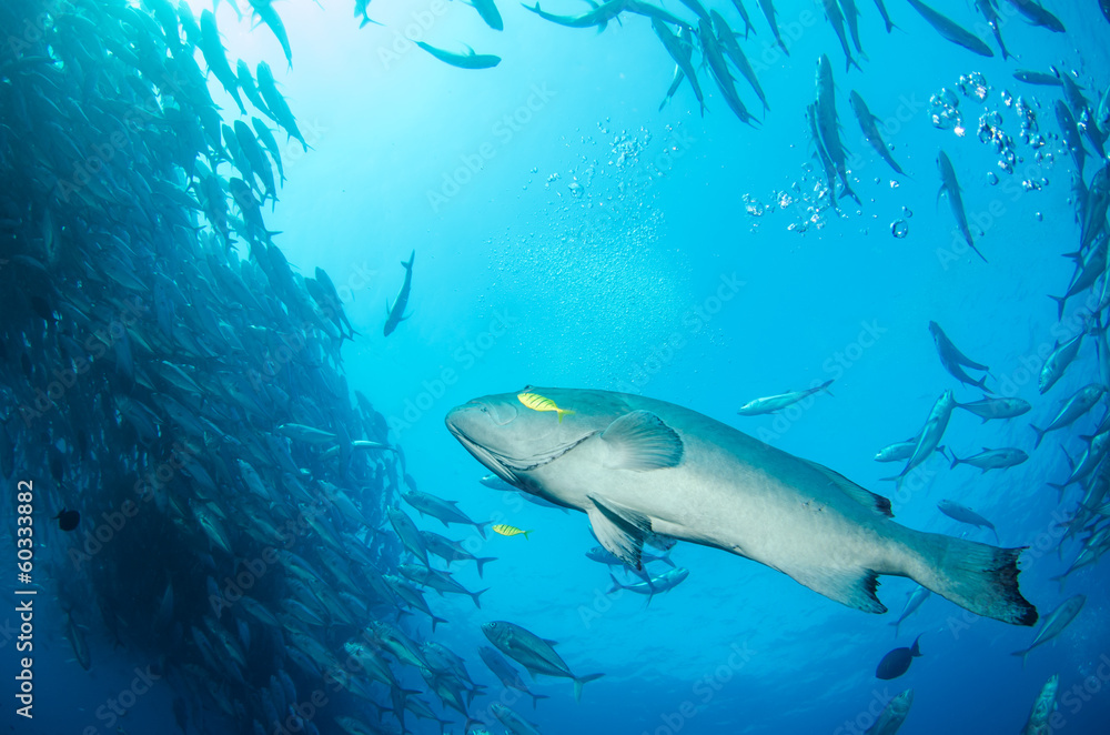 Naklejka premium Grouper, pacific reefs.