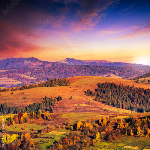coniferous forest on a steep mountain slope at sunset