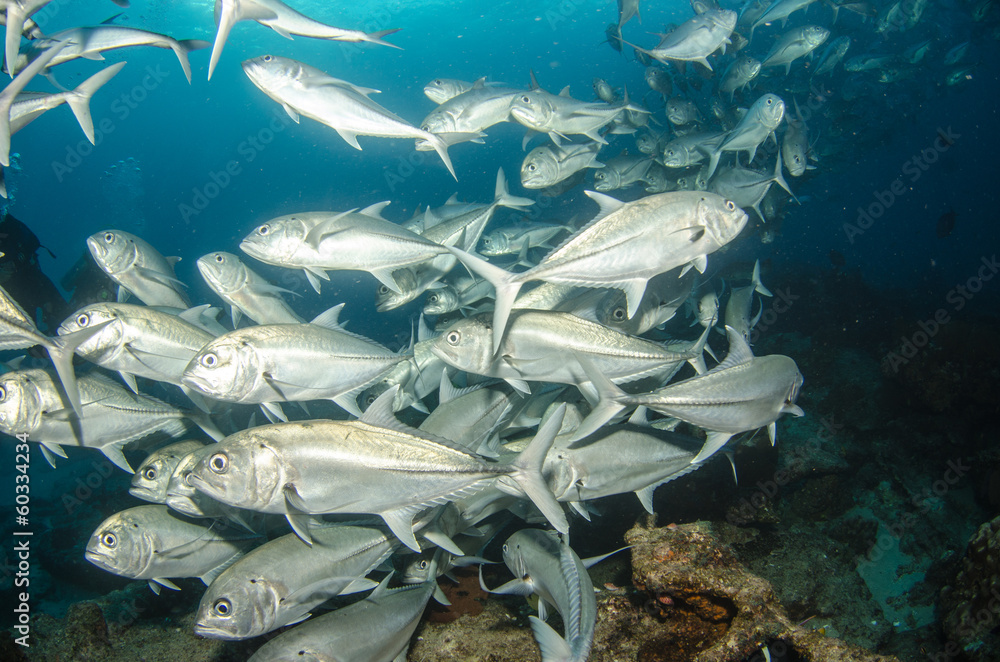 Fototapeta premium Trevally baitball