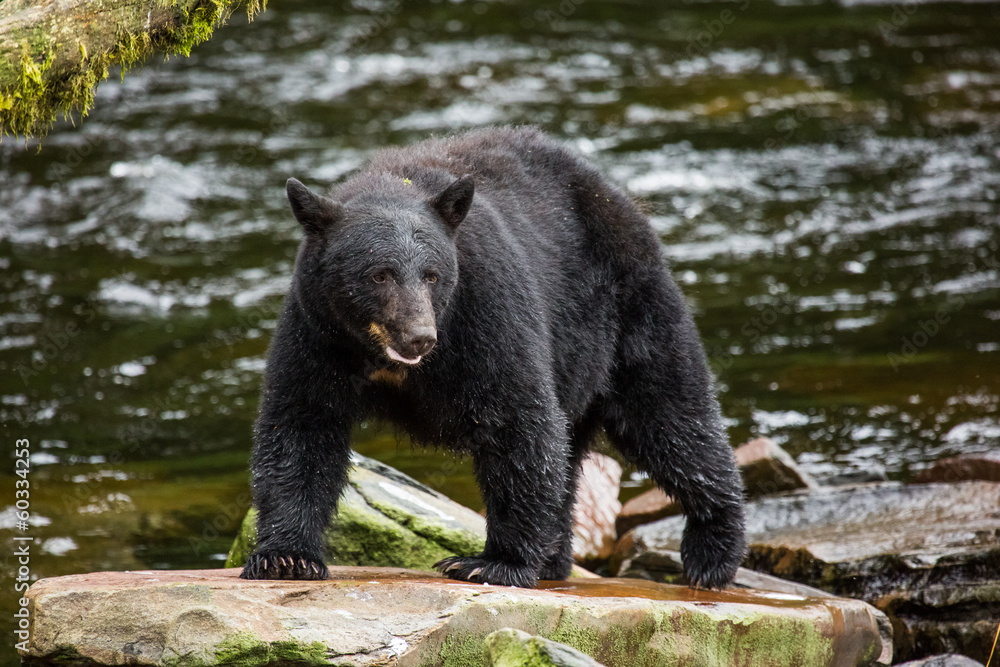 Black bear looking for food