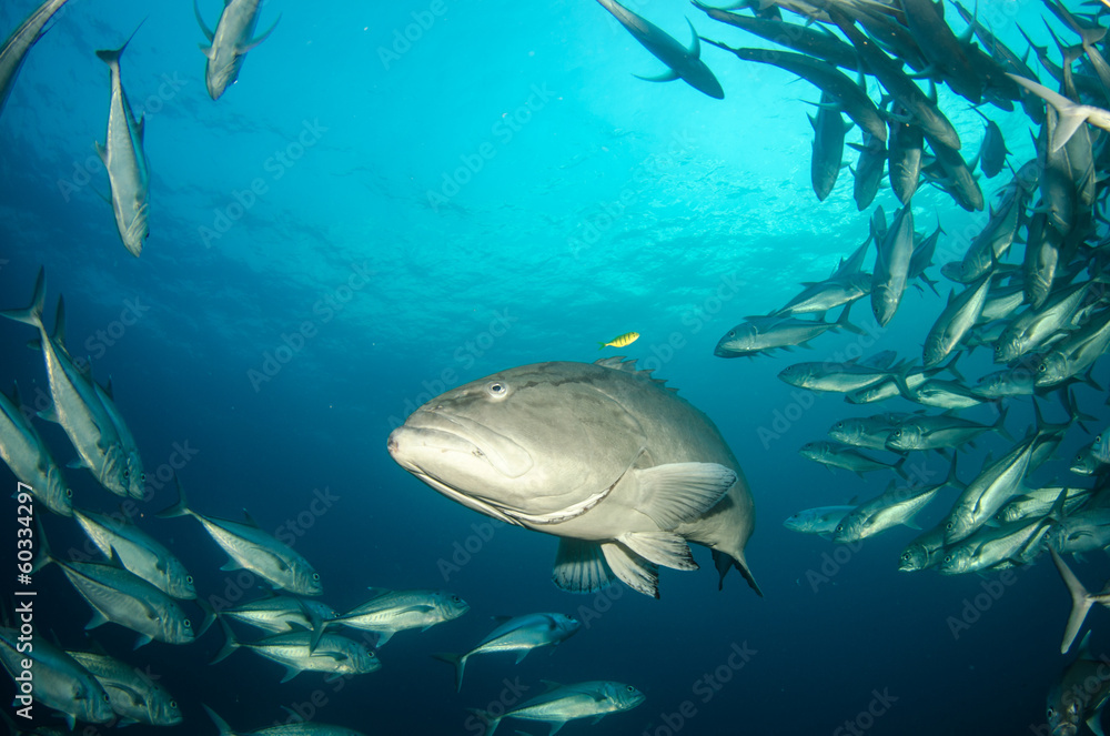 Fototapeta premium Grouper, pacific reefs.