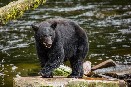 Canvastavla Black bear looking for food