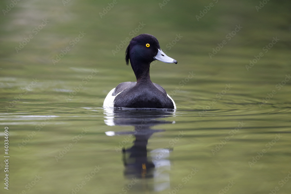 Fototapeta premium Tufted duck, Aythya fuligula