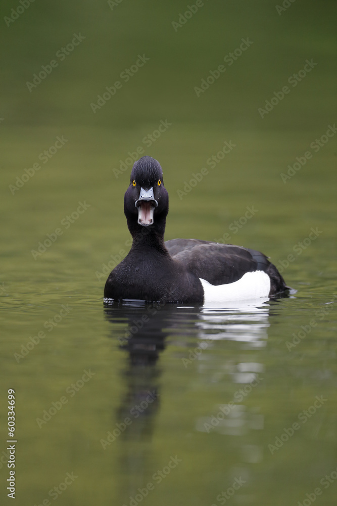 Fototapeta premium Tufted duck, Aythya fuligula