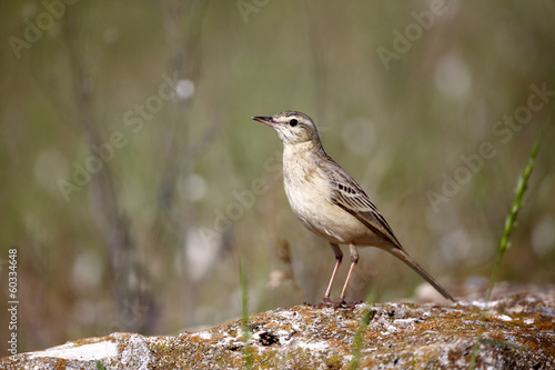 Tawny pipit, Anthus campestris