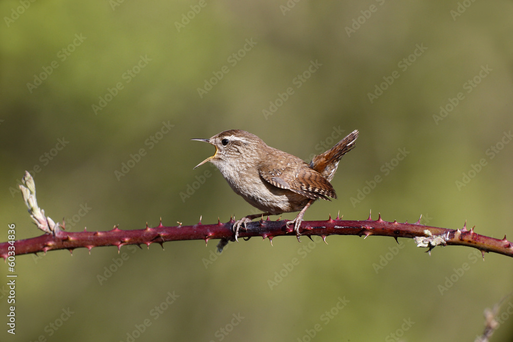 Obraz premium Wren, Troglodytes troglodytes