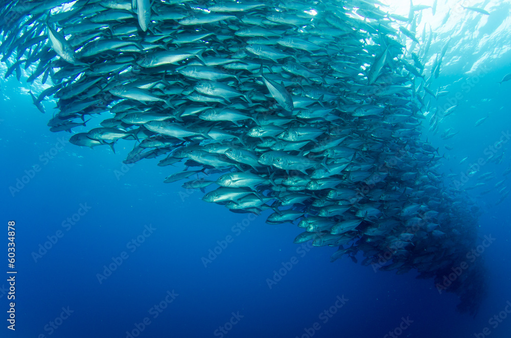 Obraz premium Trevally baitball