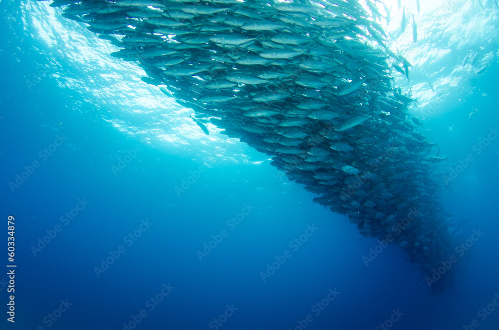Fototapeta premium Trevally baitball