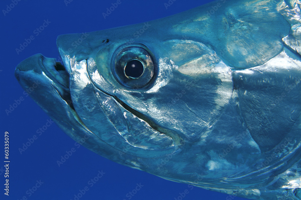 Fototapeta premium Closeup of Tarpon - Bonaire
