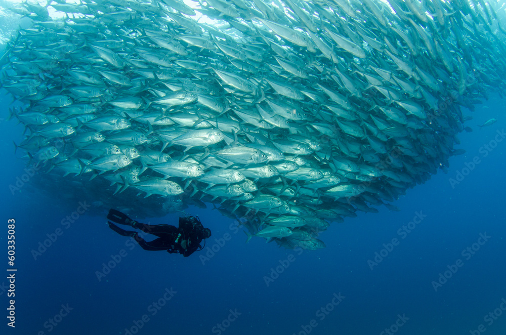 Fototapeta premium Trevally baitball