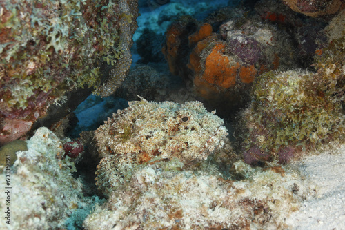 Spotted Scorpionfish Waiting to Ambush its Prey - Bonaire