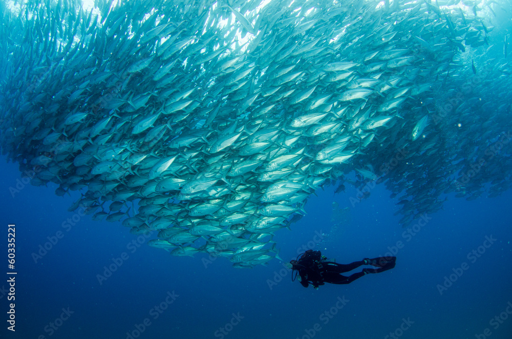 Fototapeta premium Trevally baitball