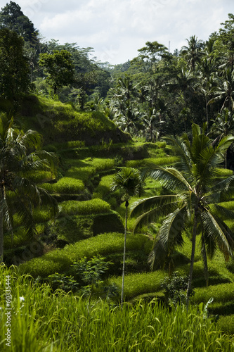 Green rice fields on Bali island