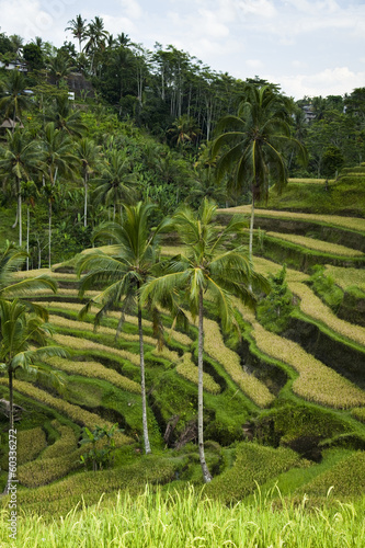 Green rice fields on Bali island 