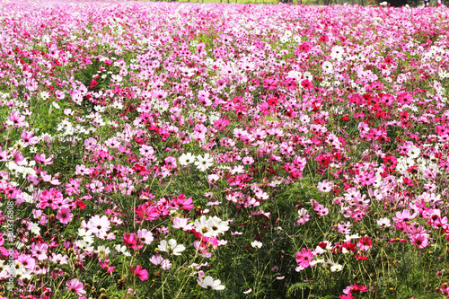 Pink cosmos flower in the garden