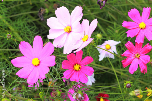 Pink cosmos flower in the garden