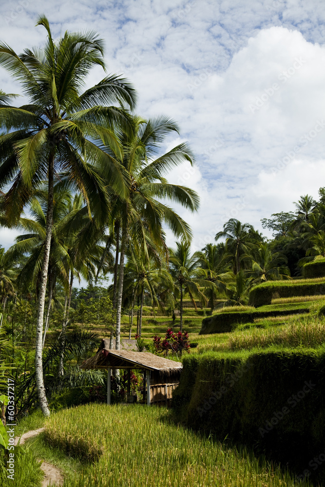 Green rice fields on Bali island Green rice fields on Bali island