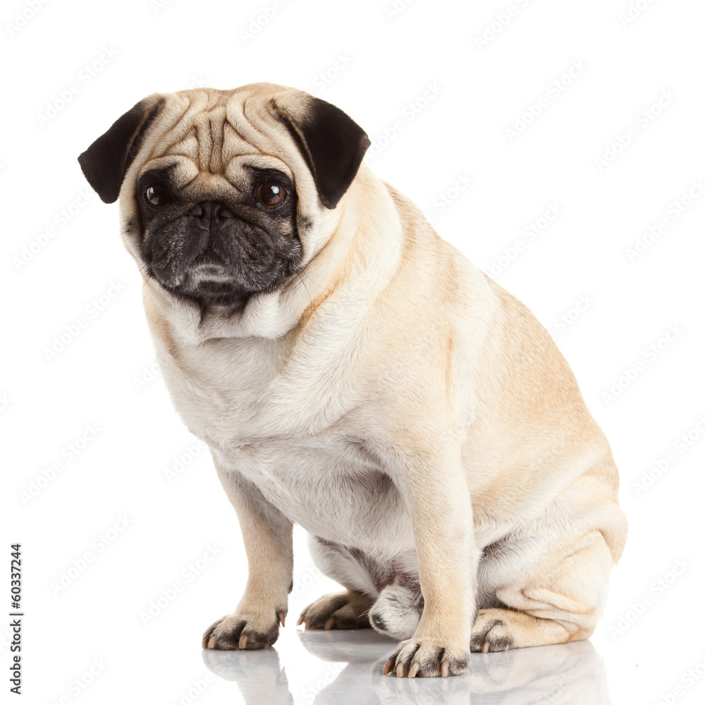 pug dog isolated on a white background pug dog isolated on a white background