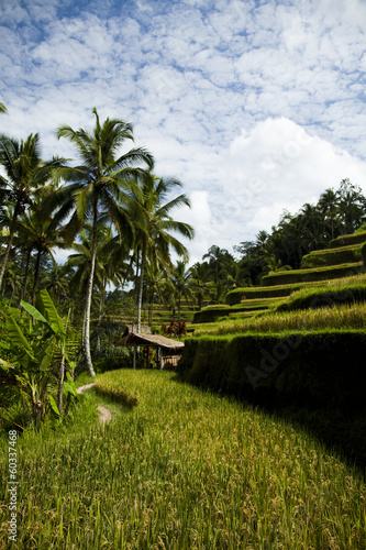 Green rice fields on Bali island 