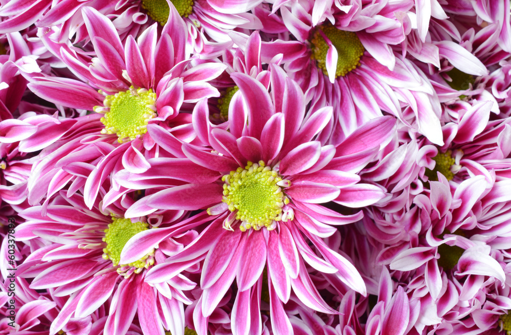 Obraz premium pink flower with long thin petals & a yellow center.