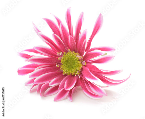 pink flower with long thin petals   a yellow center.