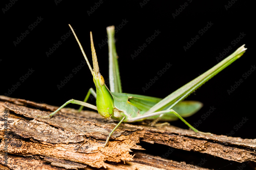 Long head Grasshopper Long head Grasshopper