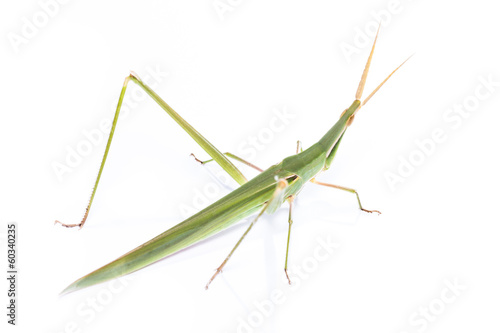 Long head Grasshopper isolated photo