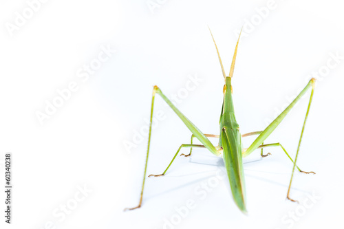 Long head Grasshopper isolated