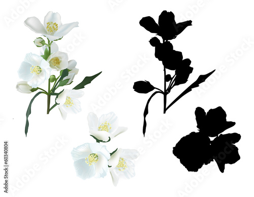 jasmin flower branches and shadows isolated on white