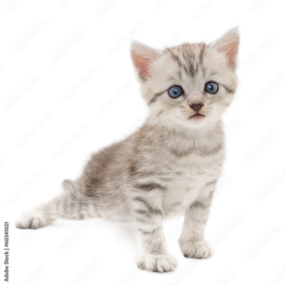 Kitten on a white background