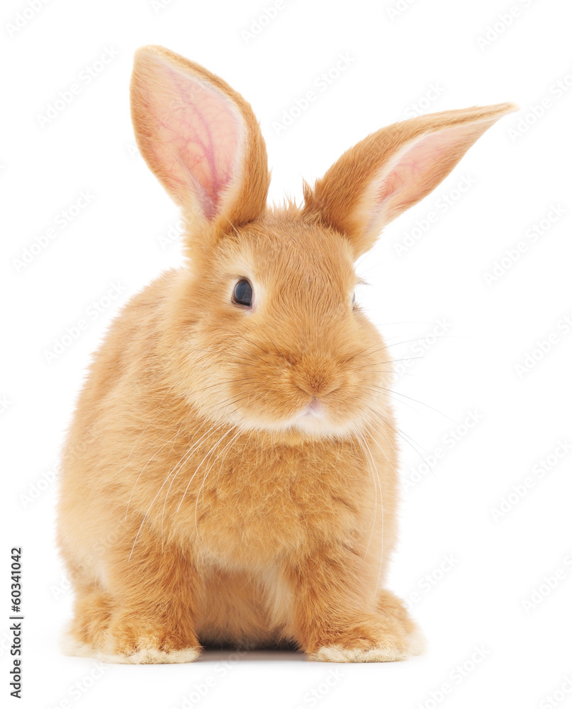 Obraz premium Rabbit