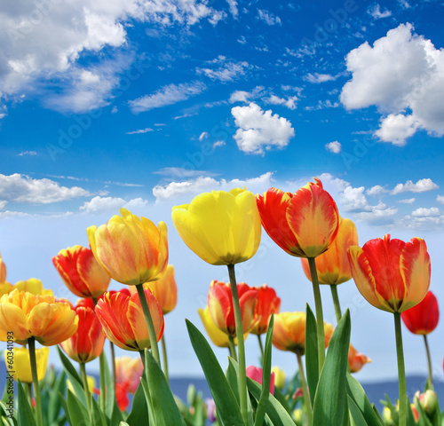 Happy Easter  Tulip field with blue sky   