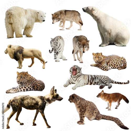 Set of predatory mammals over white