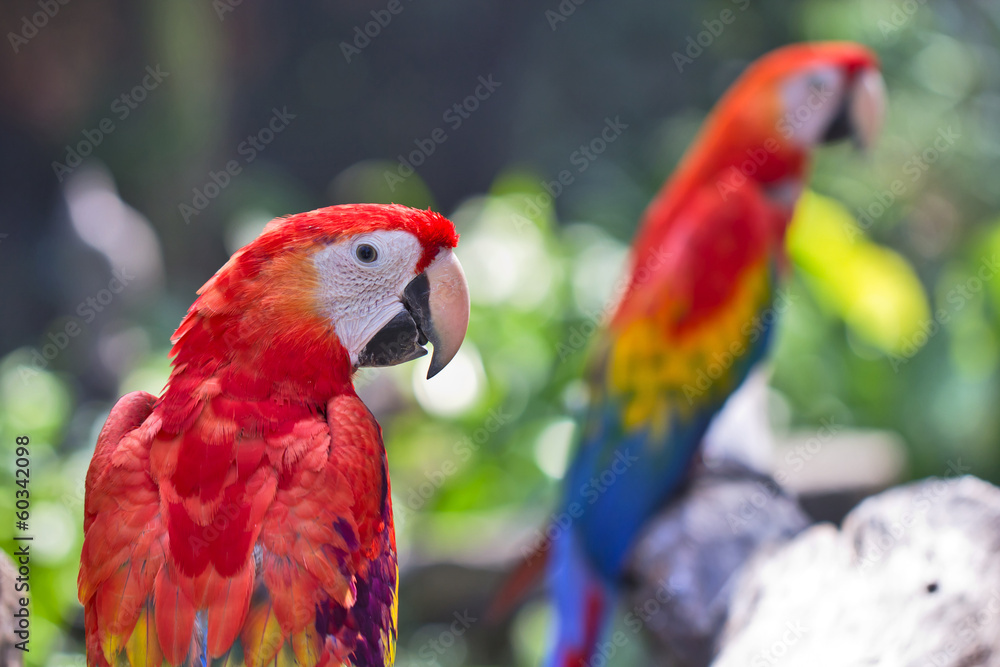 Obraz premium Macaw