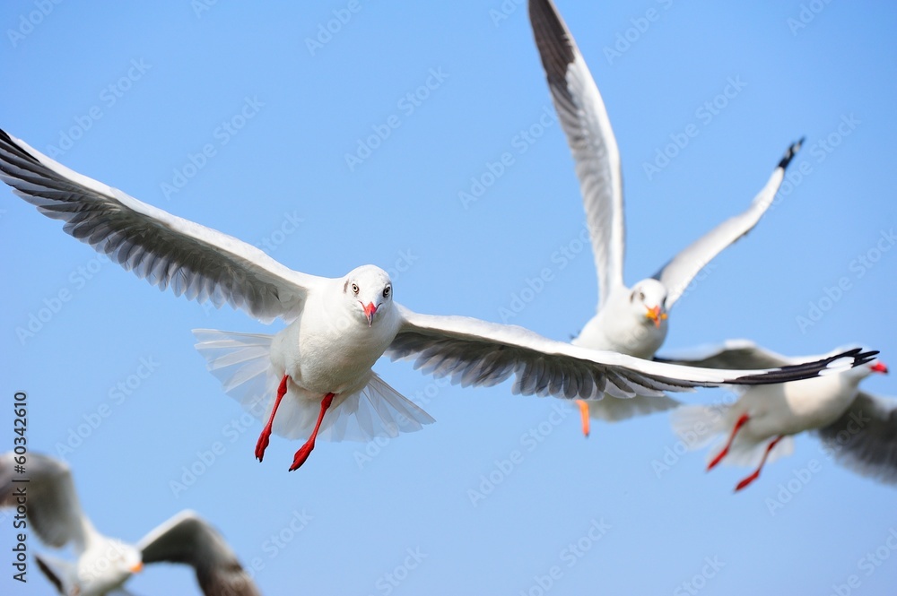 Obraz premium Seagull